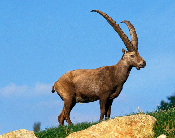  Alpine Ibex (Capra ibex) on top of a rock