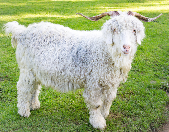 Angora Goat standing on grass