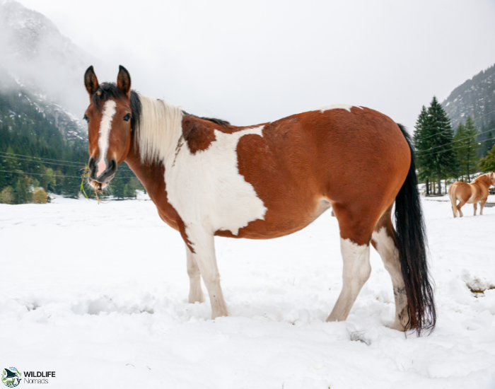 Appaloosa horse standing on snow in winter in the wild