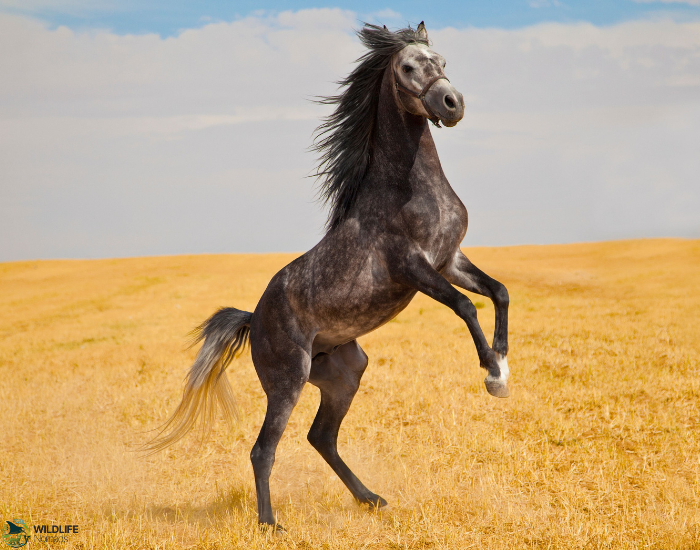 Arabian horse standing in two back legs