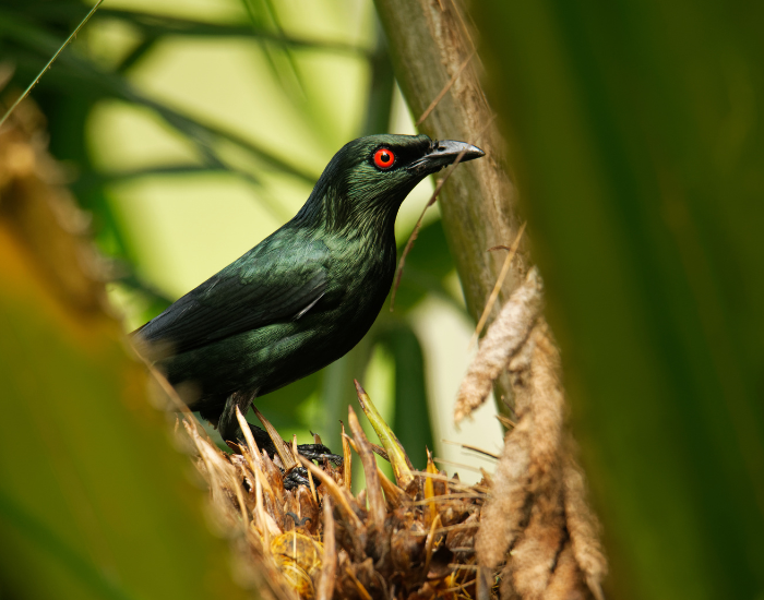 Asian-Glossy-Starling-Aplonis-panayensis.webp Asian Glossy Starling in the wild in the forest