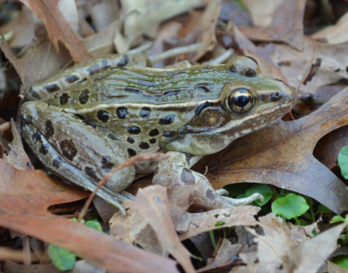 Atlantic Coast Leopard Frog laying still