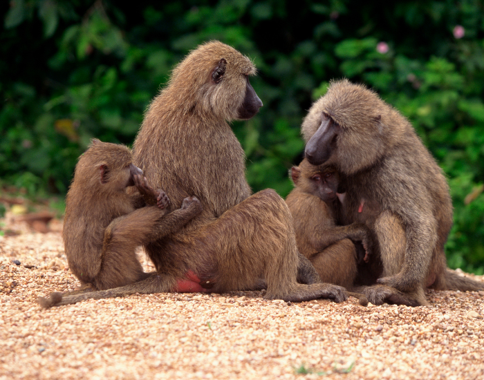 baboon family in the wild