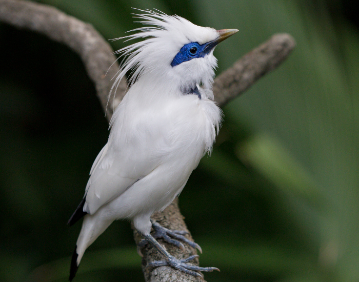 Bali-Myna-Leucopsar-rothschildi-2.webp Bali Myna on a tree