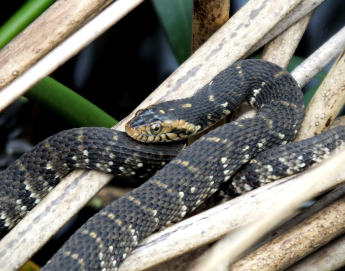 Banded Water Snake  over branches