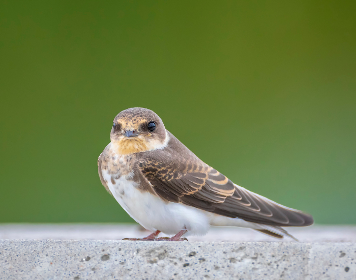 Bank-Swallow-_-Sand-Martin-Riparia-riparia.webp Bank Swallow standing on a concrete