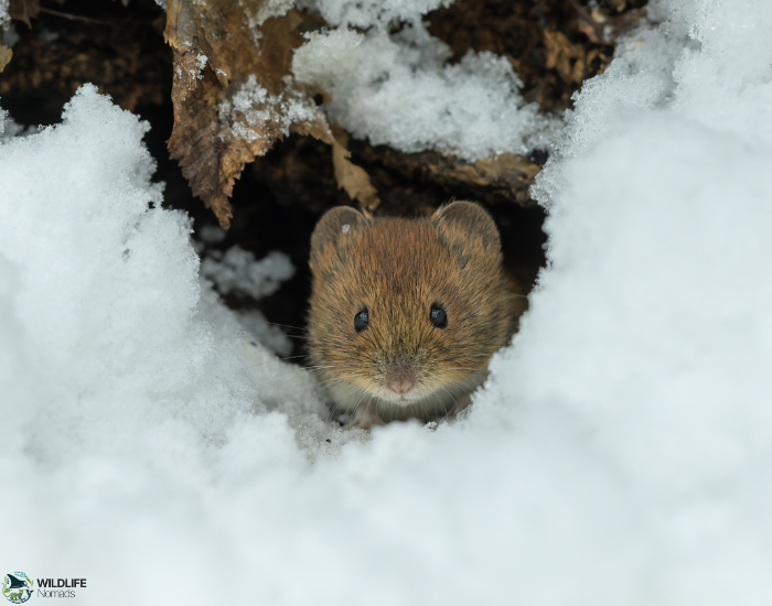 Bank Vole on its den surrounded by snow in winter