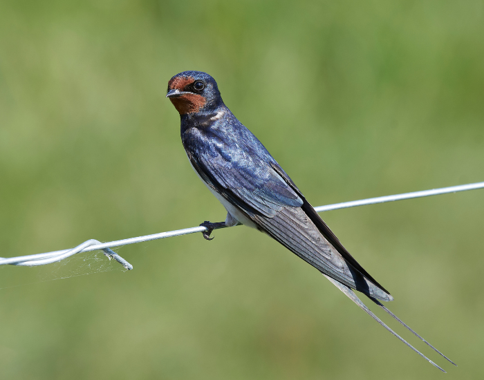 Barn-Swallow-Hirundo-rustica.webp Barn Swallow standing over a cable