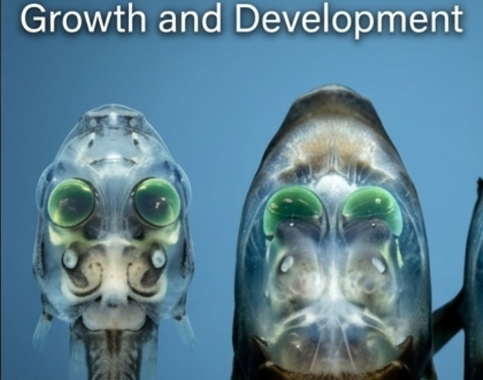 Barreleye-fish-ascending-head-growth-development.webp close up of the head of a barreleye fish diagram of grwoth and velopment