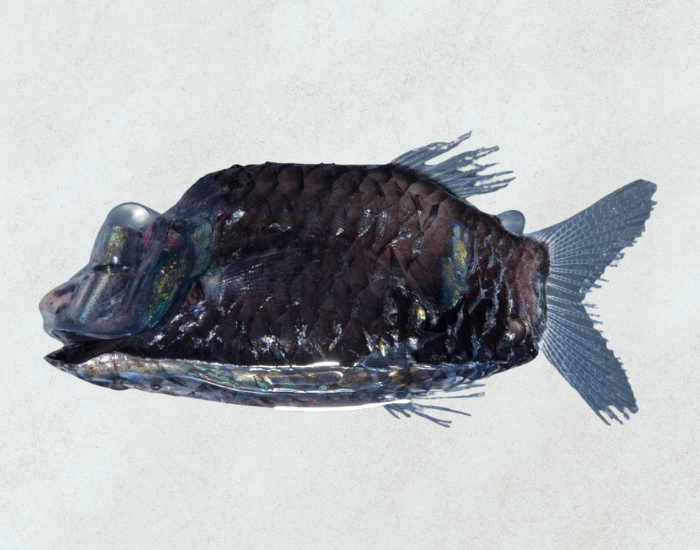 Barreleye-fish-no-background.webp close up of a conserved specimen of a barreleye fish from the genus Opisthoproctus