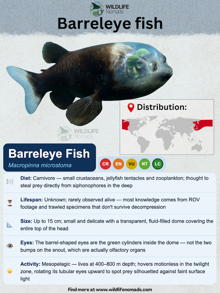 Barreleye-fish-species-animal-profile.webp Barreleye-fish infographic species profile