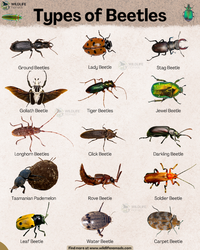 Beetle-types-infographic-by-wildlife-nomads.webp Types of Beetles infographic