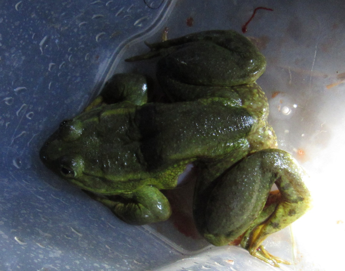 Bigfoot Leopard Frog inside of a plastic container
