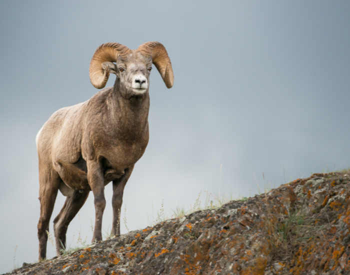 Bighorn Sheep on a steep rock