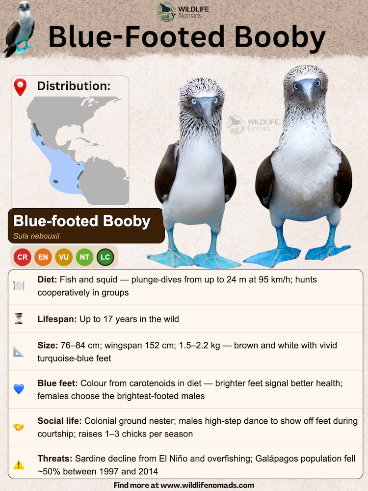 Blue-Footed Booby infographic chart showing the profile of blue footed boobys important information such as diet