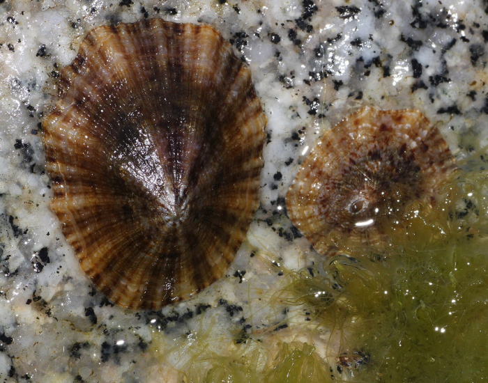 Blue-Limpet-Patella-caerulea.webp close up of a Blue Limpet in its natural habitat with some algae on one of the corners