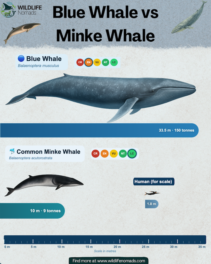 Blue-Whale-vs-Minke-Whale-infographic.webp Blue Whale vs Minke Whale infographic