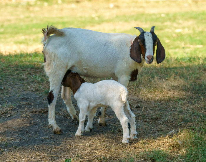  Boer Goat mom and calf