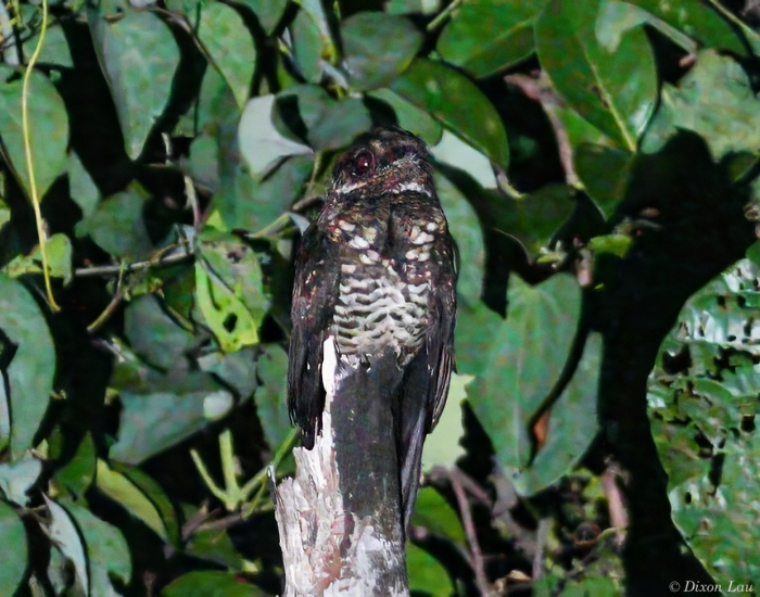Bonaparte's Nightjar clos eup at night