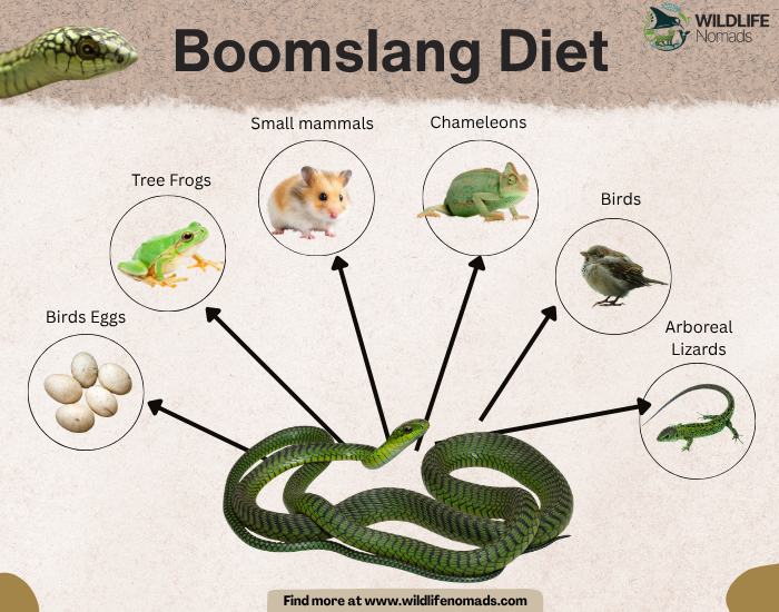 Boomslang Diet infographic chart