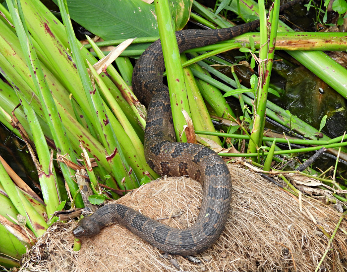 Brown Water Snake on the ground surrounded by vegetation