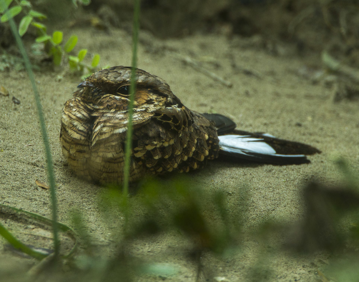 Buff-collared Nightjar  laying on the ground in its habitat