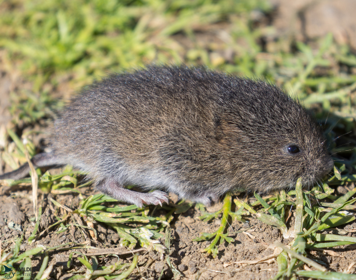 close up of a California vole at night
