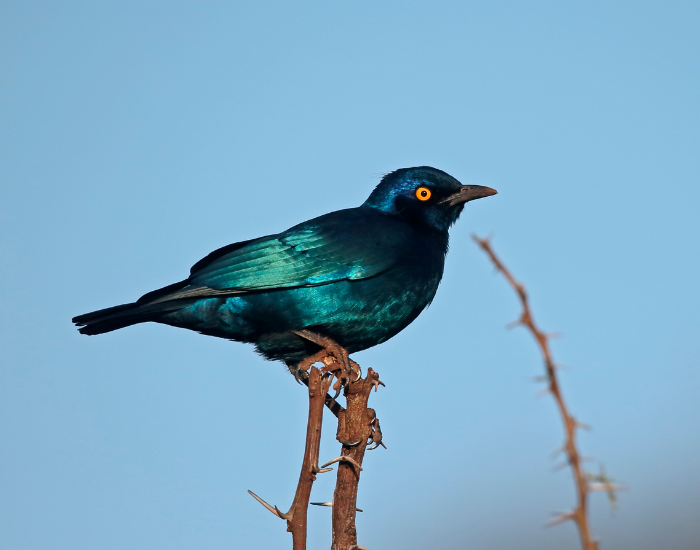 Cape-Glossy-Starling-Lamprotornis-nitens.webp Cape Glossy Starling in its natural habitat