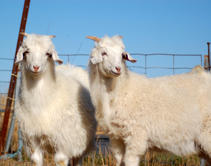 two Cashmere Goats in captivity