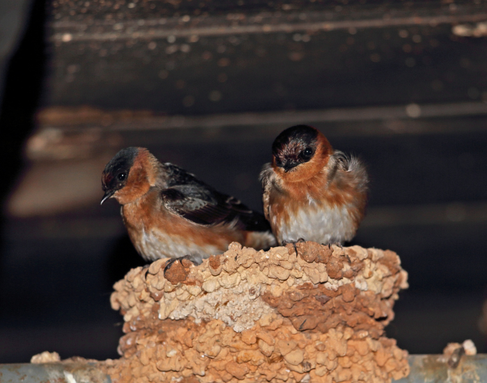 Cave-Swallow-Petrochelidon-fulva.webp two Cave Swallows on a nest inside of a roof