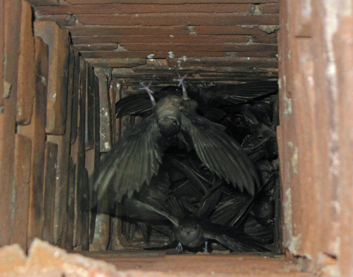 Chimney-Swift-Chaetura-pelagica.webp group of Chimney Swifts inside a chimney