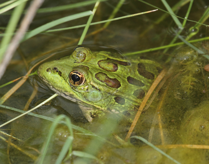 Chiricahua Leopard Frog inside a pong among vegetation