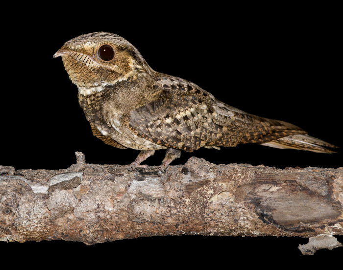 Chuck-will's-widow on a tree with black background