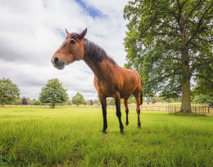 Cleveland Bay horse breed standing still on a green grass field