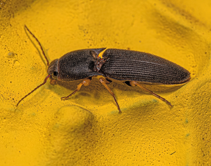 Click-Beetle-Family-Elateridae.webp close up of a Click Beetl on a yellow surface