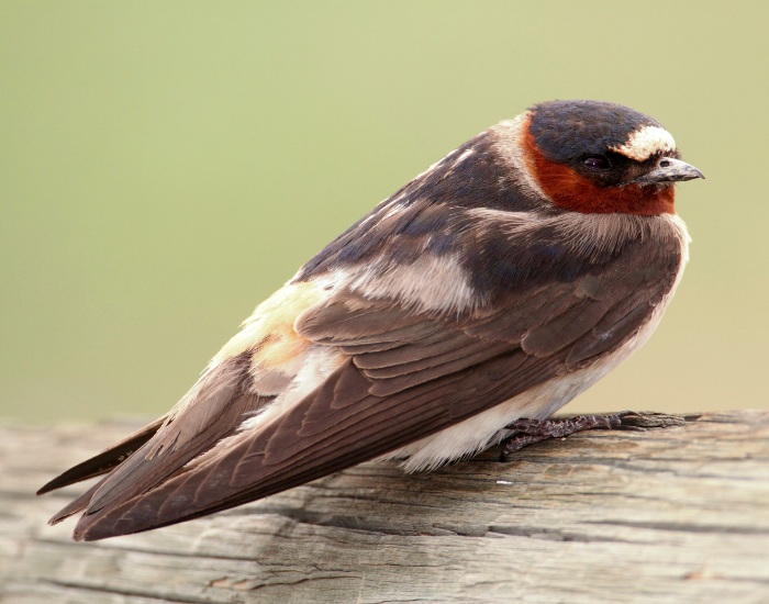 Cliff-Swallow-Petrochelidon-pyrrhonota.webp Cliff Swallow standing over wood