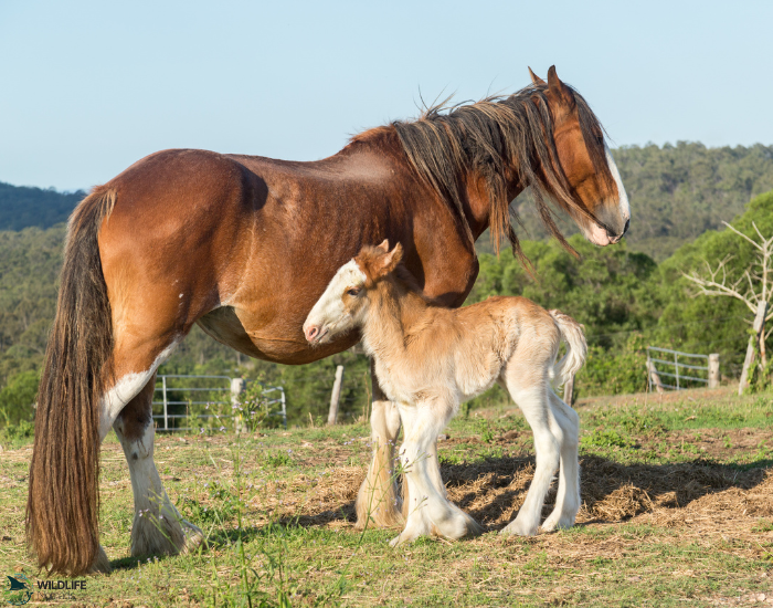 Clydesdale breed horse mom and baby near by