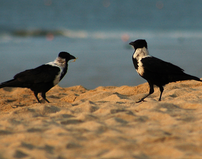 Collared-Crow-Corvus-torquatus.webp two Collared Crows on a beach