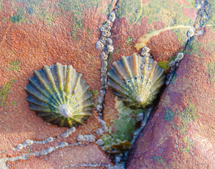 Common-Limpet-Patella-vulgata.webp two Common Limpets on a rock