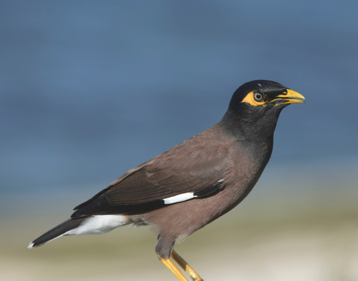 Common-Myna-Acridotheres-tristis.webp Common Myna bird laying still