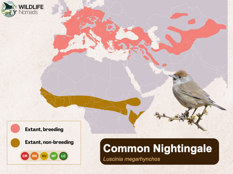 Common-Nightingale-Distribution-map-in-europe.webp