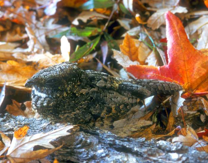 close up of a Common Poorwill on the ground with dead leaves