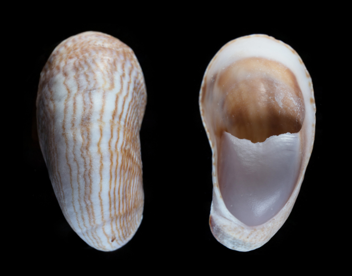 Common-Slipper-Limpet-Crepidula-fornicata.webp Common Slipper Limpet with a black background