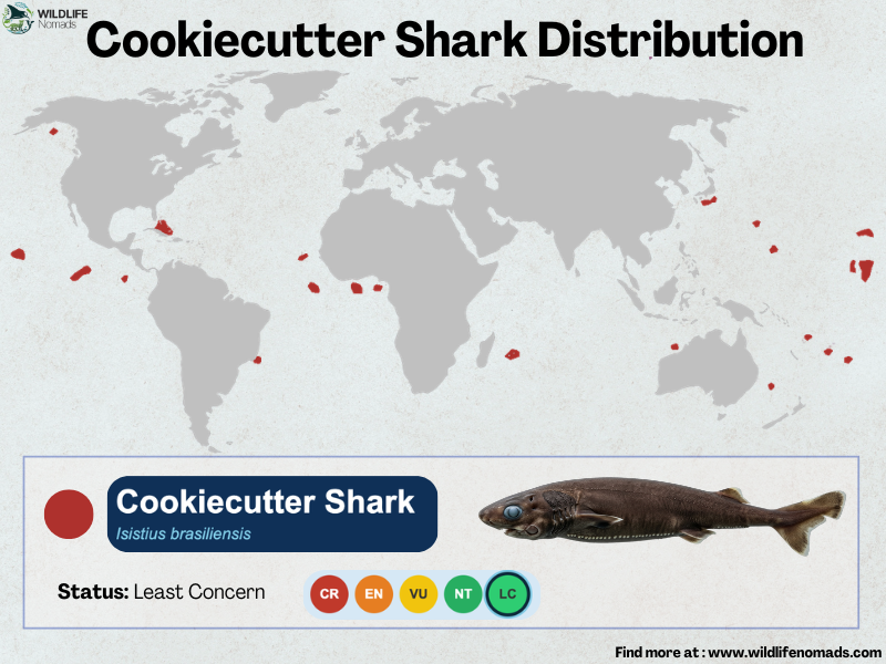 Cookie-cutter-Shark-Distribution-map.webp Cookie cutter Shark Distribution map showing the whole world