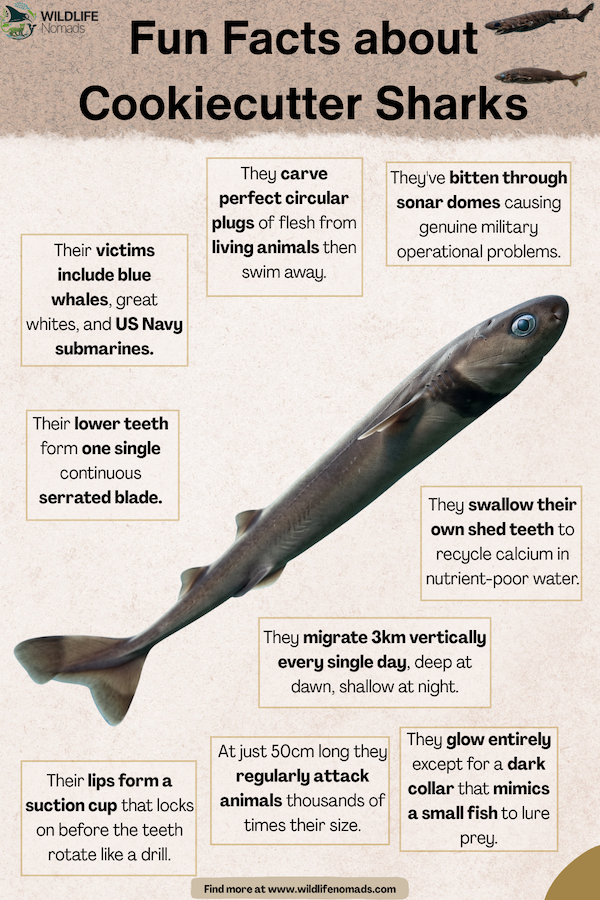 Cookie-cutter-Shark-facts.webp Fun Facts about Cookiecutter Sharks infographic