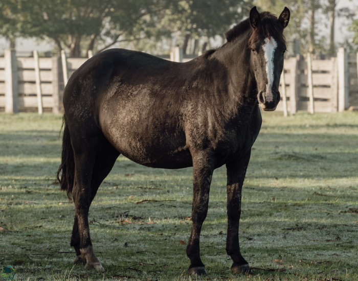 Criollo horse standing on grass