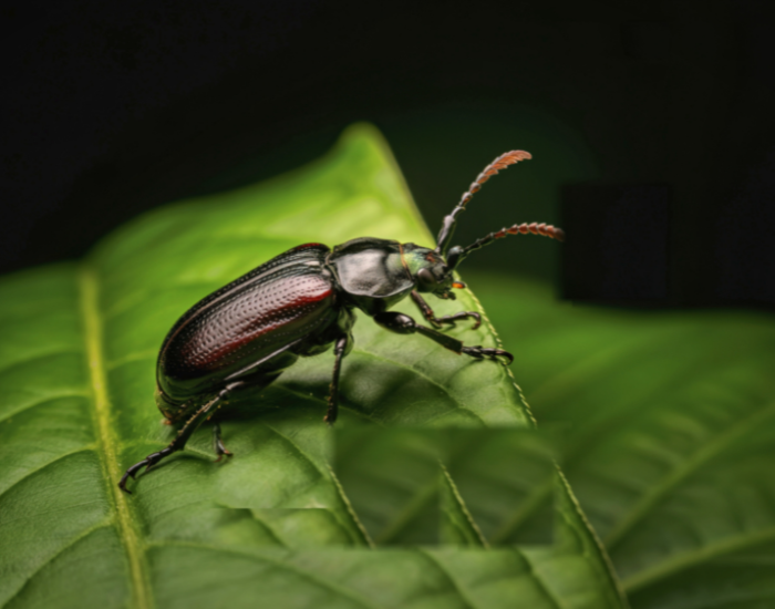 Darkling-Beetles-Tenebrionidae.webp Darkling Beetle on top of a leaf