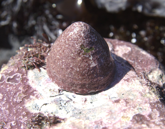 Dunce-Cap-Limpet-Acmaea-mitra.webp Dunce Cap Limpet looking pink on top of a rock