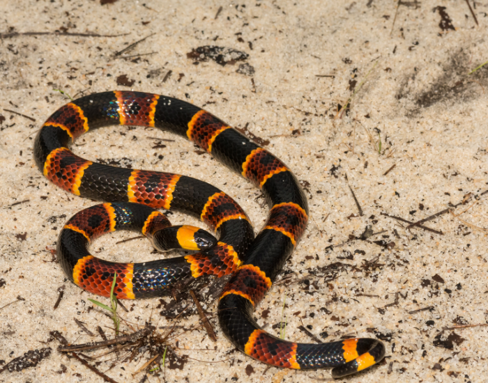 Eastern Coral Snake on sand soil