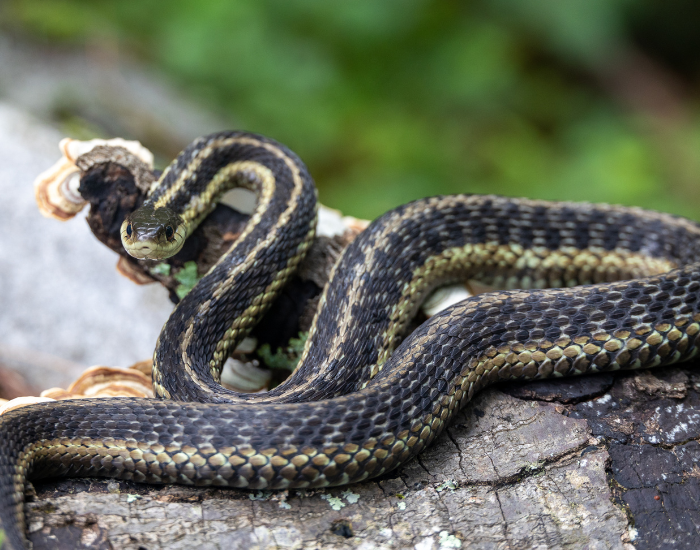 Eastern Garter Snake  coiled on a rock in natural habitat